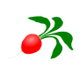 Radish