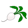 Radish