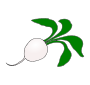 Radish