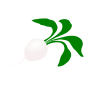 Radish