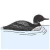 Loon Picture