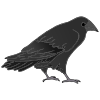 Raven_blackbird_crow Picture