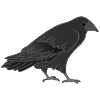 crow Picture