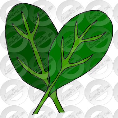 Spinach