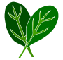 Spinach