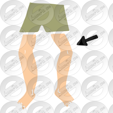Knee