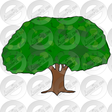 Tree  Picture
