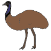 emu Picture