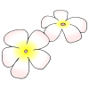 Hawaiian Flowers Picture
