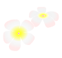 Hawaiian Flowers
