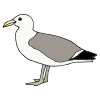 Seagull