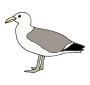 Seagull  Picture