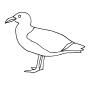 Seagull  Outline