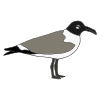 Seagull