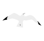 Seagull