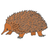 Spiny Anteaters Picture