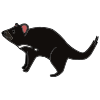 Tasmanian devil Picture