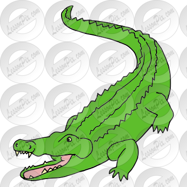 Alligator Picture