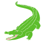 Alligator
