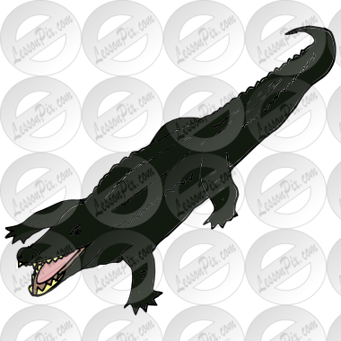 Crocodile