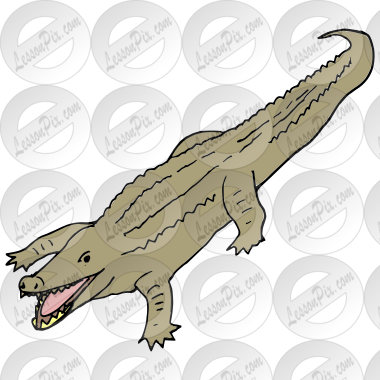 Crocodile  Picture