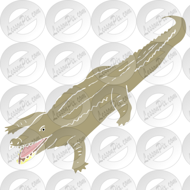 Crocodile