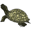 Turtle Picture