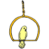 parakeet