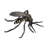 Mosquito Picture