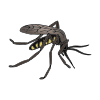 mosquito Picture