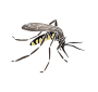Mosquito
