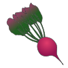 beet