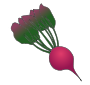 Beet