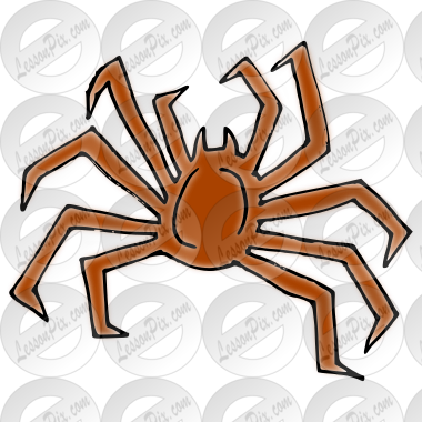 Spider