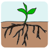 Roots