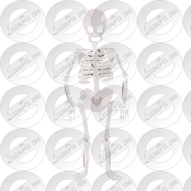 Skeleton