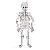 Skeleton+costume Picture