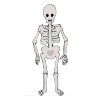 Skeleton Picture