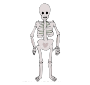 Skeleton Picture