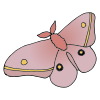 Moth