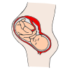 Pregnancy  Picture