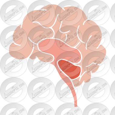 Brain