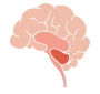 Brain