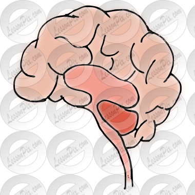 Brain