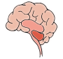 Brain