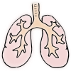 lungs