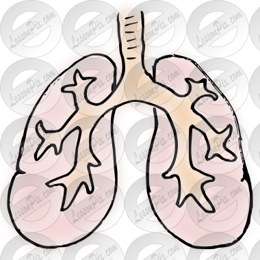 lungs Picture