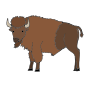 Buffalo