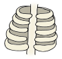 Ribs