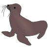 Sea Lion Picture